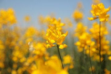flowering of broom in spring, yellow flower flowering in spring 