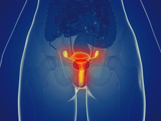 3d rendered medically accurate illustration of a womans uterus