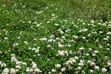 Summer landscape in the foreground meadow flowers with focus on a white butterfly on a flower
