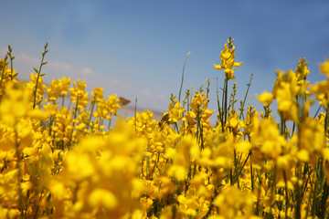 Obraz premium flowering of broom in spring, yellow flower flowering in spring 