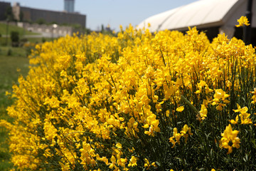 flowering of broom in spring, yellow flower flowering in spring 