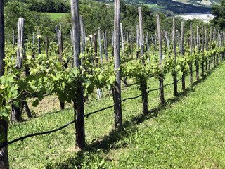 Fototapeta na wymiar Rows of vines in vineyard close-up. Copy space