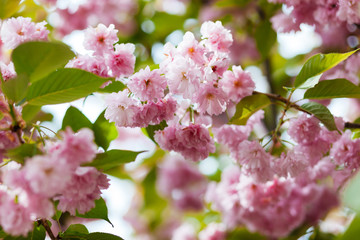 Pink cherry blossom in close up in spring