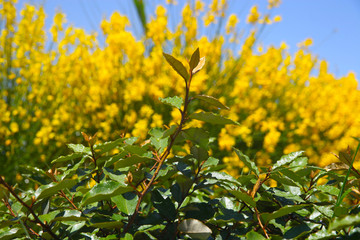 flowering of broom in spring, yellow flower flowering in spring 