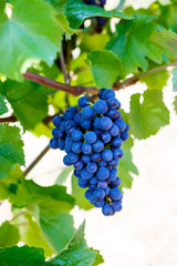 Blue Grapes ready to harvest made by a vintner in an established winery.