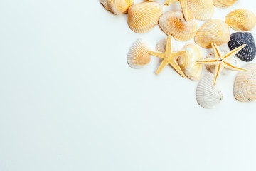 shells isolated on white background