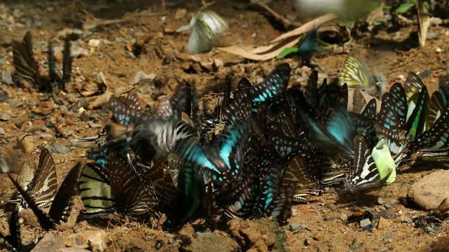 Group of butterflies puddling on the ground and flying in nature, They eats minerals on ground in Ban Krang Camp, Kaeng Krachan National Park at Thailand.