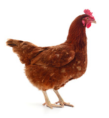 Brown hen isolated.