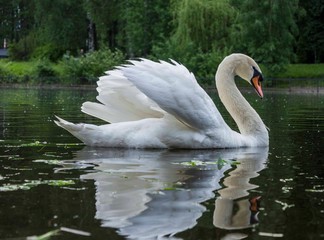 Fototapeta premium swan on the pond