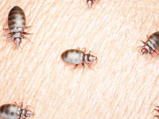 3d rendered illustration of a bedbug