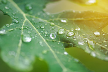 drops of water on leave after the rain