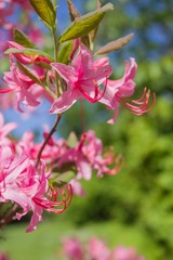 pink flower in the garden