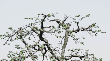 detail of pruned quince tree
