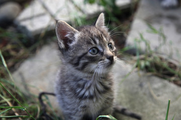 Naklejka na ściany i meble Tabby kitten playing in the garden. Selective focus.