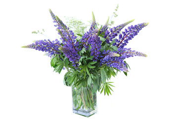 Blue lupines bouquet isolated on white background. Meadow natural wildflowers bouquet in vase.