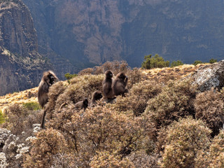 Group of Gelada, Theropithecus gelada,  in Simien Mountains of Ethiopia