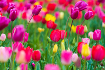 tulips bloom in the garden