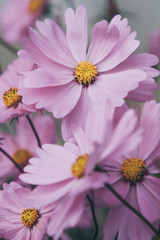 few pink beautiful cosmos flowers