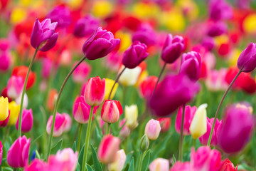 Fototapeta premium tulips bloom in the garden