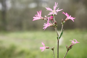 Ragged Robin  pink wild flower against blurred background. Springtime. 