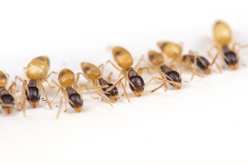 Tapinoma melanocephalum ghost ants feeding on spilt food in a kitchen in the tropics