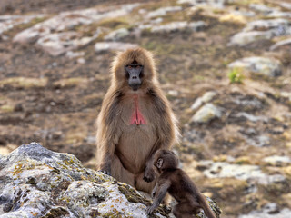The female Gelada, Theropithecus gelada,  in Simien Mountains of Ethiopia