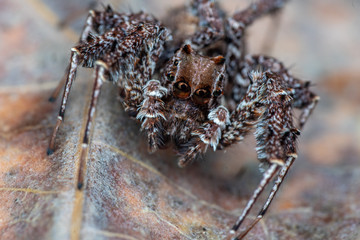 Portia fimbriata, the fringed jumping spider, one of the worlds most intellegent invertebrates, Daintree rainforest, Queensland, Australia
