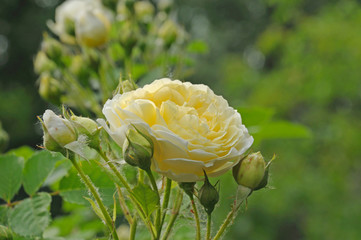 yellow rose flower against a green park