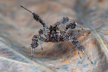 Portia fimbriata, the fringed jumping spider, one of the worlds most intellegent invertebrates, Daintree rainforest, Queensland, Australia