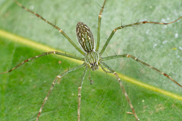 Hygropoda lineata, the northern lined fishing spider, on a leaf in Queensland rainforest, Australia