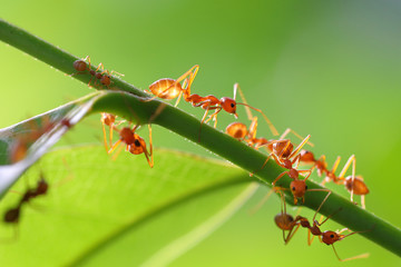 Small ants (Oecophylla smaragdina) climbing on branches.