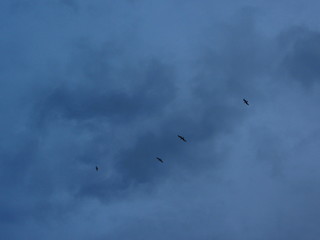 birds in the sky