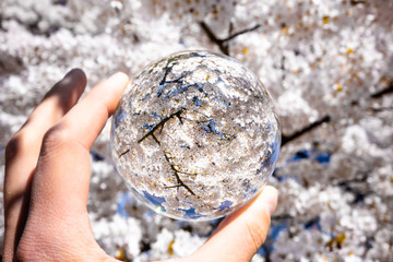 cherry blossom tree