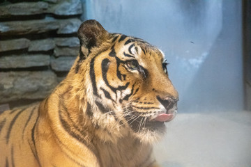 動物園で寝転ぶタイガー達