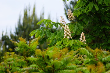 kasztanowiec zwyczajny,kwiaty i liście wśród innych drzew