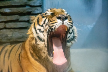 動物園で寝転ぶタイガー達