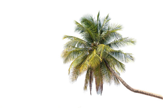 palm tree tropical plantation isolated on white background.