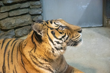 動物園で寝転ぶタイガー達