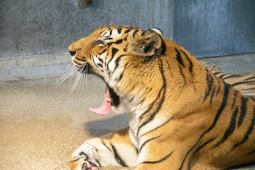Fototapeta na wymiar 動物園で寝転ぶタイガー達