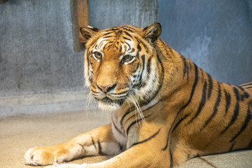 動物園で寝転ぶタイガー達