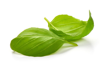 Fresh green basil leaves, macro, isolated on white background