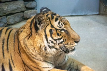 Naklejka premium 動物園で寝転ぶタイガー達