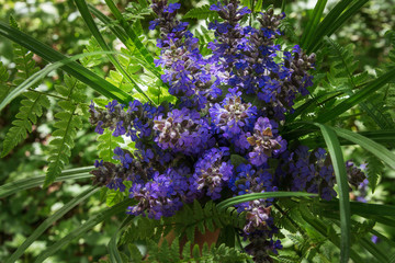 bouquet from wild forest spring ajuga reptans flouwers and leaves of a fern