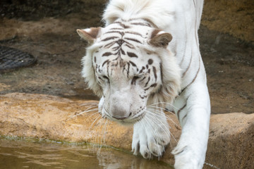動物園で寝転ぶタイガー達