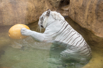 動物園で寝転ぶタイガー達