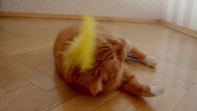 Cute ginger cat lying on back on floor trying to catch a tickler being playful and joyful at home.