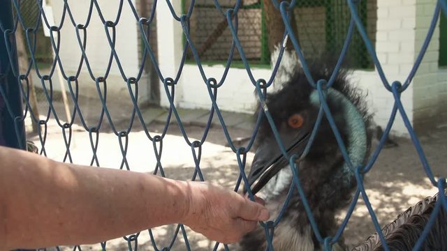 old wooman feeding ostrich with seeds through the fence in the zoo. Close up