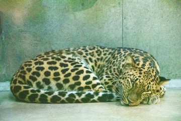 動物園で寝転ぶタイガー達