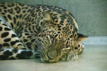 動物園で寝転ぶタイガー達