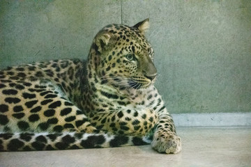 動物園で寝転ぶタイガー達